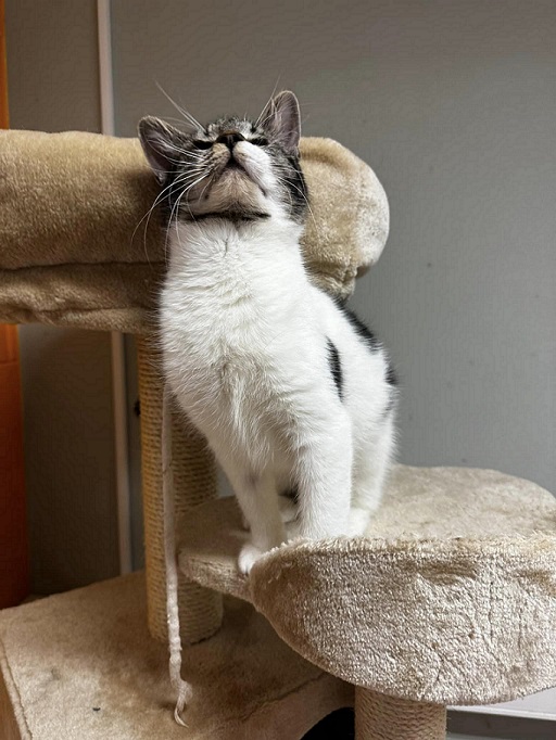 Супер ласковая кошечка-подросток Рети ищет самый лучший и самый надежный дом