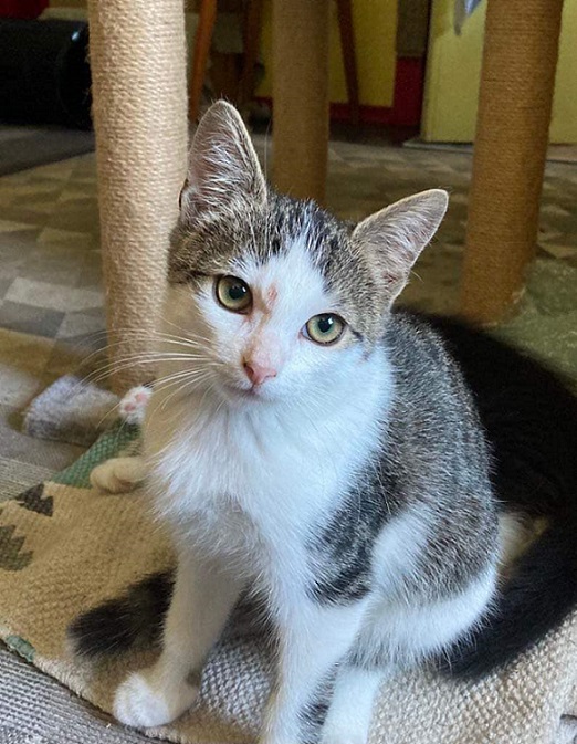 Praegu on Ekleer toredas hoiukodus, kus õpib hoolega lemmiklooma tarkusi ja hoiuperenaise sõnul on tegu tõelise hellikuga, kellele meeldivad tasakaalukad mängud, ja kes kunagi ei ütle ära maitsvast konserviampsust.  