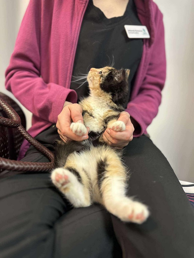 Pisuke kahtlus on praeguseks 3,5 kuuse kassikese hinges siiski alles – nii et kindlasti peaksid kodupakkujad arvestama, et Fabyle tuleb uues kodus anda veidi aega, et ta saaks rahulikult ja omas tempos kohaneda. 😇
Praegu on Faby hoiukodus Tartus.