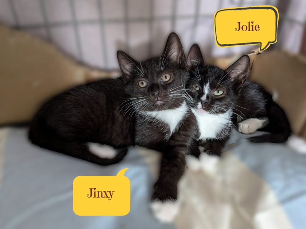 Jolie ja Jinxi