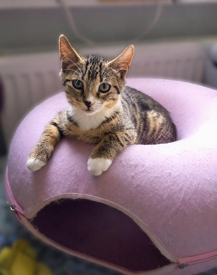 Ayla