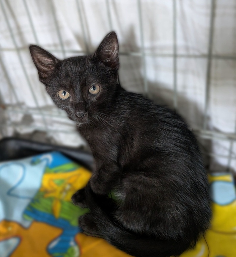 Leevi