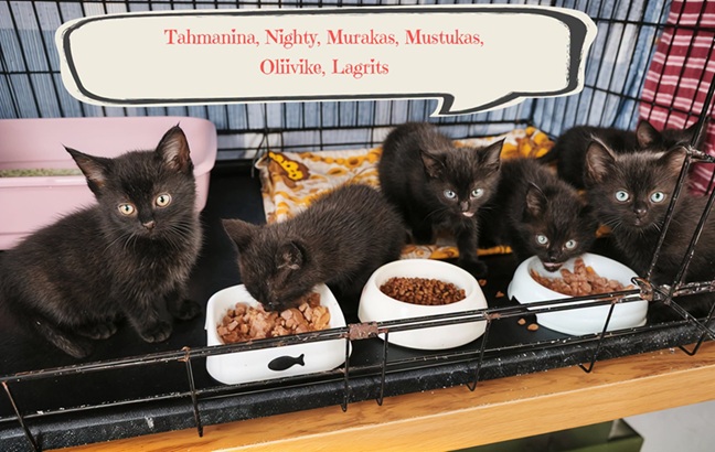 Tahmanina, Nighty, Lagrits, Murakas, Mustukas ja Oliivike